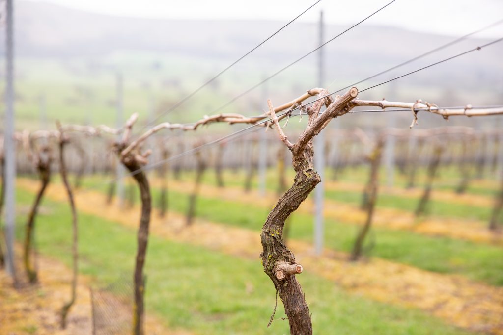 Poynings Grange Vineyard