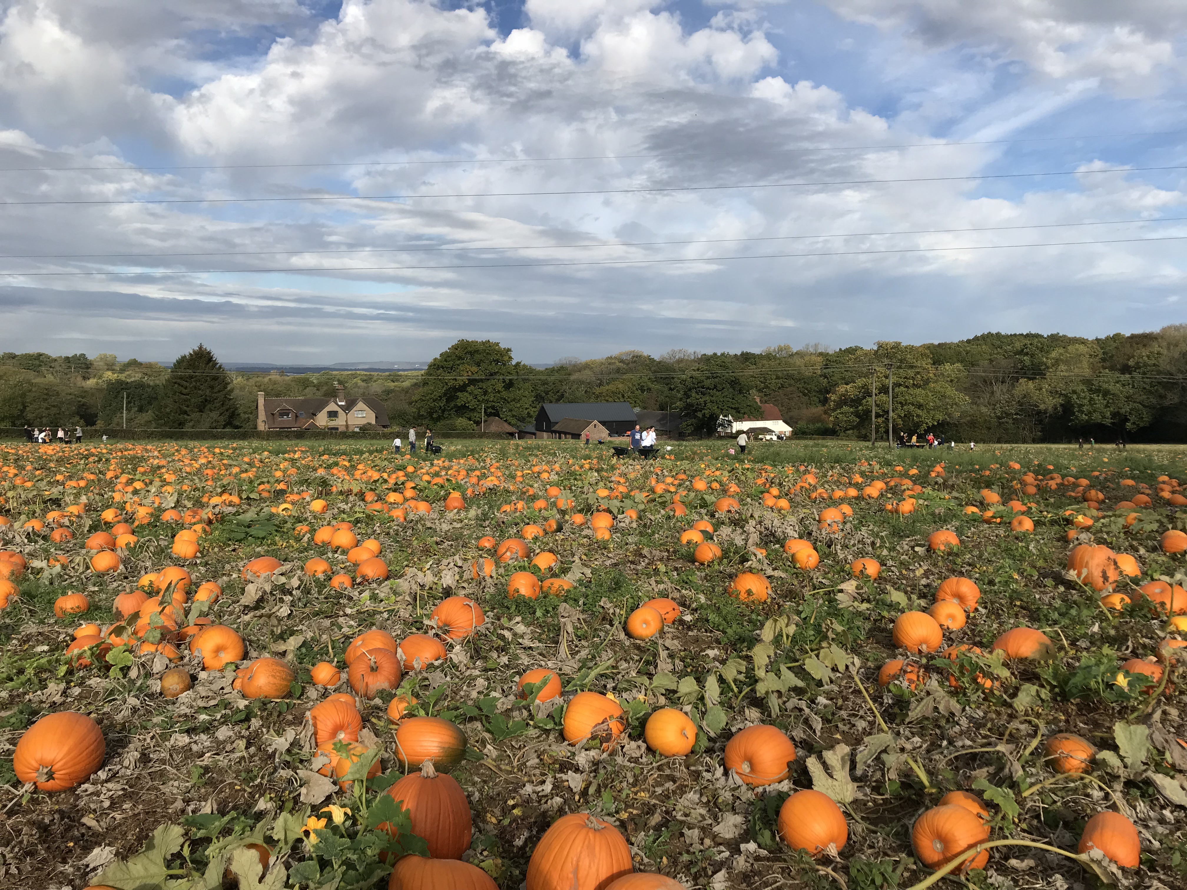 Cougar Mountain Pumpkin Patch 46 - ysp7xuw
